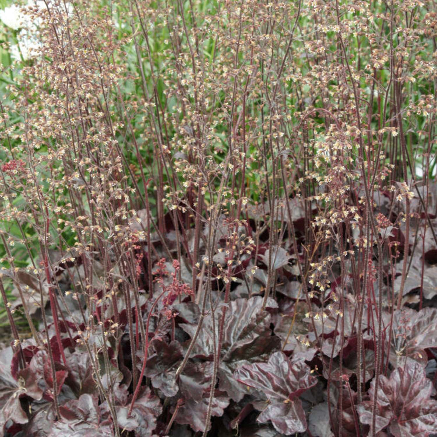 Alunrod 'Obsidian'